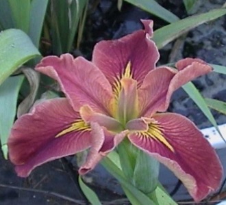 Louisiana Iris - Vermilion Treasure